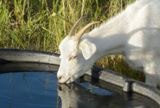 Healthful Herd: Hydration and Water Quality for Goats